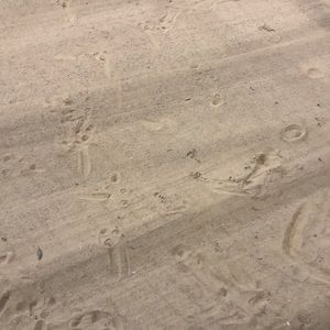 Meet your Posher, River